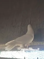  3 طيره هزاز بندوق فرنسي