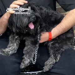  2 كلب فرنسي للبيع بداعي السفرر للبيع بداعي السفر ملب امور و لون بلانك