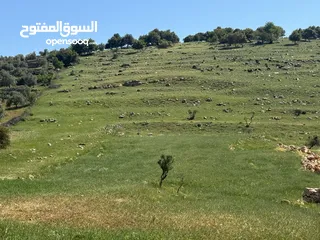  3 قطعة أرض زراعية جاهزة للزراعية