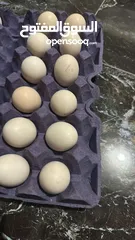  4 جاج لمبرجيني