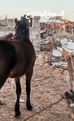  3 حصان العمر سنة ونص ونعجتين سن صغير وصحة طيبة