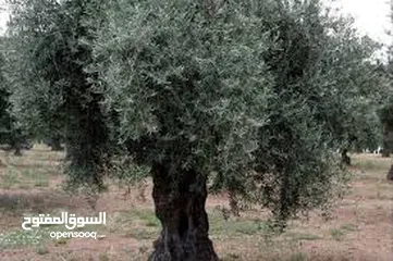  1 ارض في  سلفيت للبيع سعر المتر 40 دينار