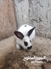  3 انثى شيرازي صلاة النبي عمرها 5 شهور ونص