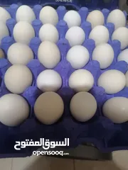  1 بيض بلدي للأكل 4.5