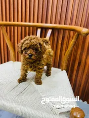  1 Toy Poodle