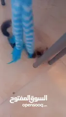  2 للبيع هملايا لعوبه