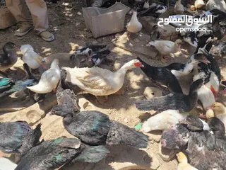  7 بطط مرتب لحم خرافي لانه مهتمين بغذائه يوجد أحجام مختلفه + يوجد حجل لحم مرتب + بيض بط+ بيض حجل