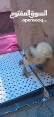  4 صيصان براهمي
