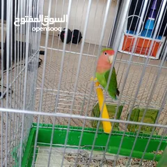  2 ببغاء روز لون مميز