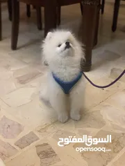  4 كلب للبيع في عمان الجاردنز
