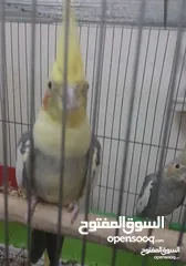  9 جوز كوكتيل للبيع مع قفص 4 معالف