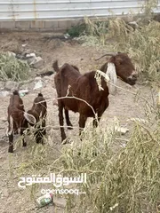  2 سلام عليكم صخله شاميه حلوه مال جني بديت اعلفها براسها ضعيفه لان مال بر