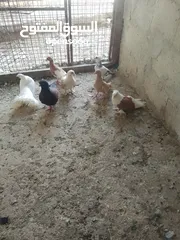  9 متاح جواز و حبات فلت موجودات طبربور سعرهن كويس