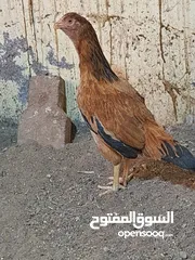  5 دجاج باكستاني 2 مع ديك باكستاني اصيل مع دجاجه فرنسيه