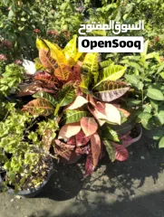  4 Garden Mantince New Garden