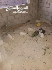  1 ارانب للبيع جمله