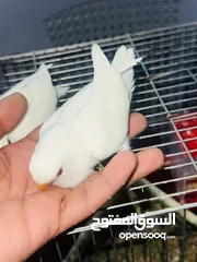  5 جوز روز البينو بيور ابيض صافي حاليا تحتو فرخ 3 بيضات