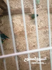  5 ثلث جواز شغالات الوان حلوه جوزين روز أخضر وزيتي تركواز وجوز فشر ازرق راس اسود وجوز للبيع او البدل