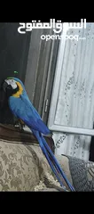  4 ببغاء مكاو Blue and Gold متكلم مواجهه اليف عجينه ثوب كامل وبجنن وافلح من ذكر الله وشوف الوصف