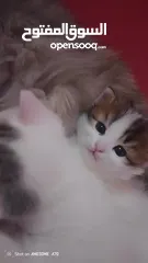  13 قصه سكره و لوزه أنقذت امهم (ببلي) من شارع لما أهلها ىموها وهيا حامل ولدت عندي وكبرو ولادها عندي
