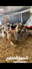  5 دجاج عماني فرنسي مخلوط للبيع اعمار مختلفه