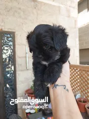  5 لمحبين الكلاب الصغير  للبيع اي استفسار يرجع المرسلة على خاص