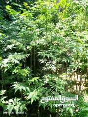 4 شجر ليمون وشماسي