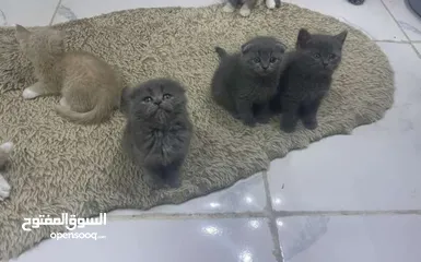  1 قطط فولد و ستريت بيور
