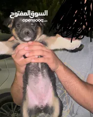  3 جرو الروت وايلر غير مطعم بس نظيف ونشيط عمرو 7 اسابيع يعني لسه ما بلش مرحله التدريب