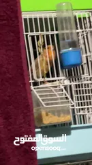  13 يوجد طيور كناري مميزة وجميلة في الخليل