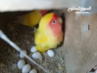 4 زوج ببغاء روز منتجين وتحتهم 7 بيضات بصحه ممتازه