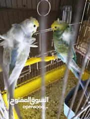  2 جوز رينبو بصلات عنبي