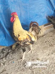  2 دجاج عرب للبيع