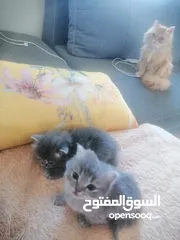  3 قطط هملايا مكس شيرازي بسعر 35