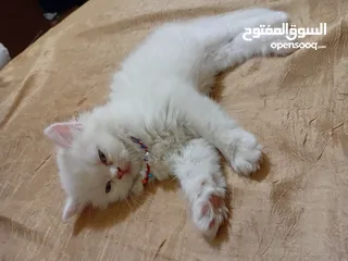  1 بسه شيرازيه للبيع عمرها تقريبا شهر