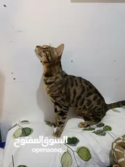  1 Bengal cat