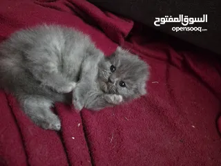  4 أنثى شانشيلا للبيع ...عمر شهر وونص الموقع الزرقاء الجديدة