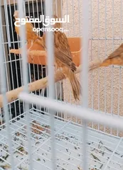  3 متاح 4 حبات موري وسدر احمر 5/6 شهور نظافه وصحه ما شاء الله