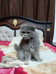  10 قطه سكوتش فولد لون سكني للبيع بسعر مغري جدا للتواصل  القطه اكتير الاليفه وهاديه