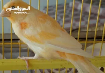  1 كناري ديمورفيك بصلاة على النبي