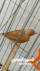  19 جوز كنار نحاسيات نار