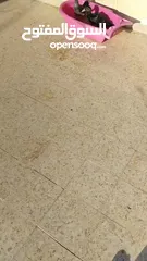  4 بط بلدي للبيع