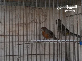  4 3جواز كنارات للبيع جواهز