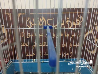  5 قفصين واحد جديد و تاني مستعمل