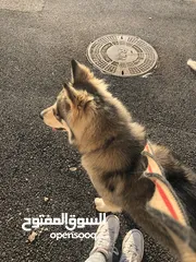  3 كلب هسكي الاسكا بسعر 2000
