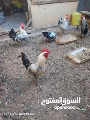  3 جاج فيومي ..