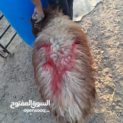  2 خرفان بلدي نذر او عقيقه للبيع وزن من 47 ل 50