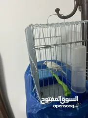  4 طيور كنار انواع جميله