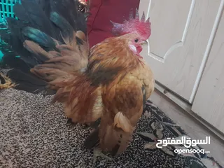  5 دجاج سيراما قزم اليف جدا