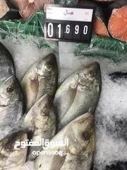  13 ‏للبيع سمك